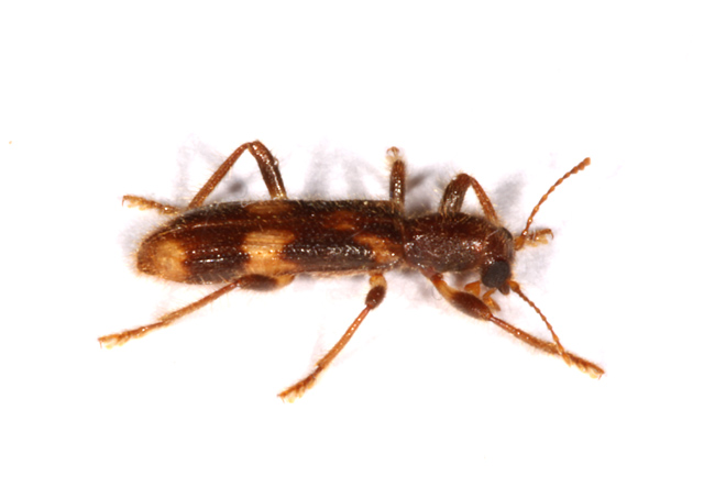 Opilo mollis - Copyright Denis Bourgeois